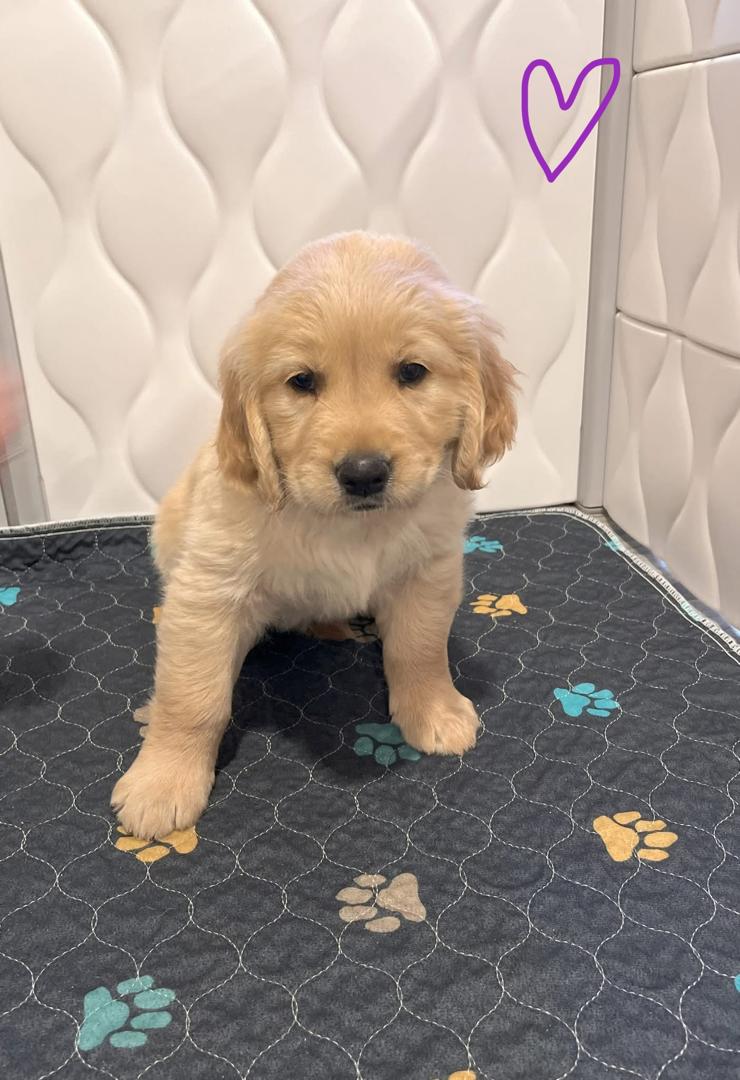 Golden Retriever Puppy