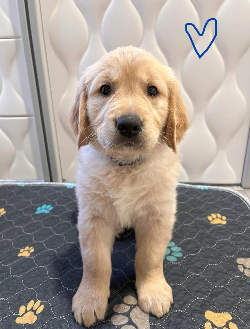 Golden Retriever Puppy