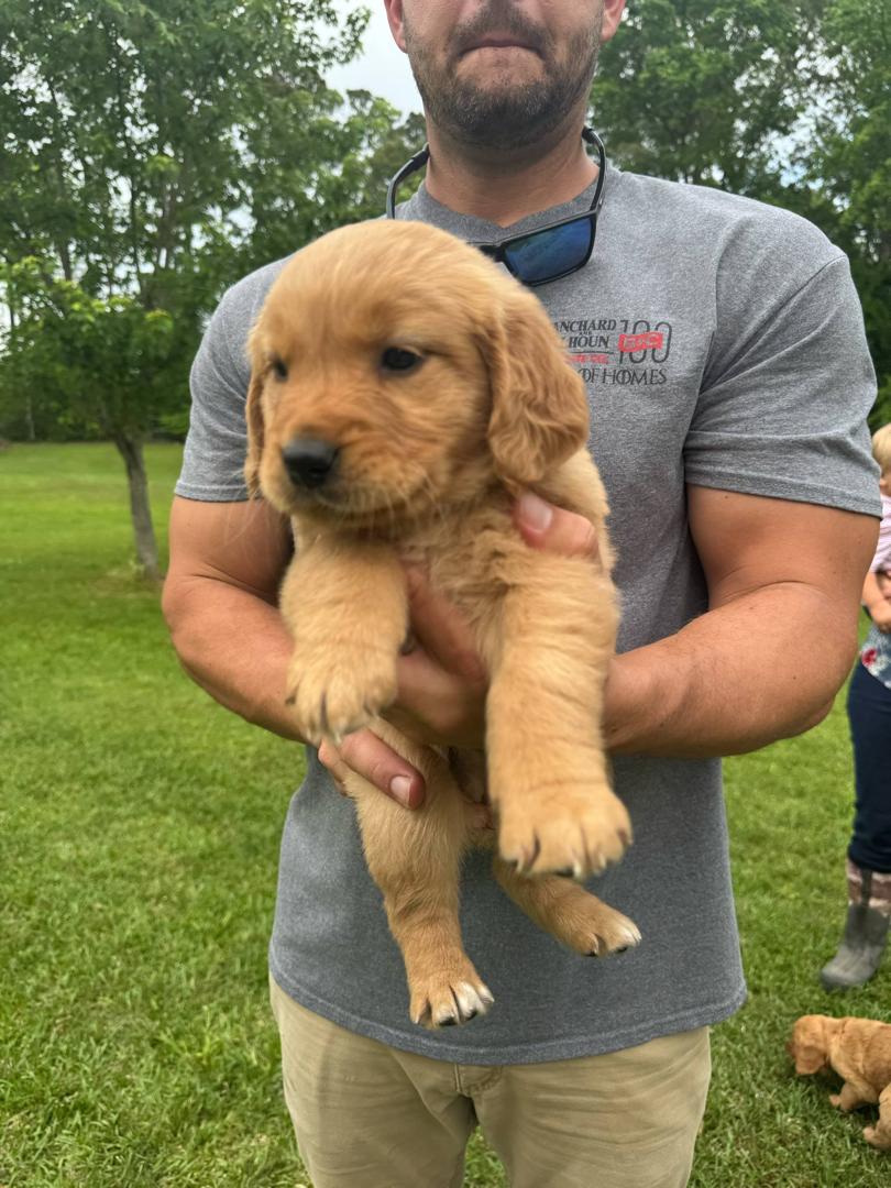 Puppy