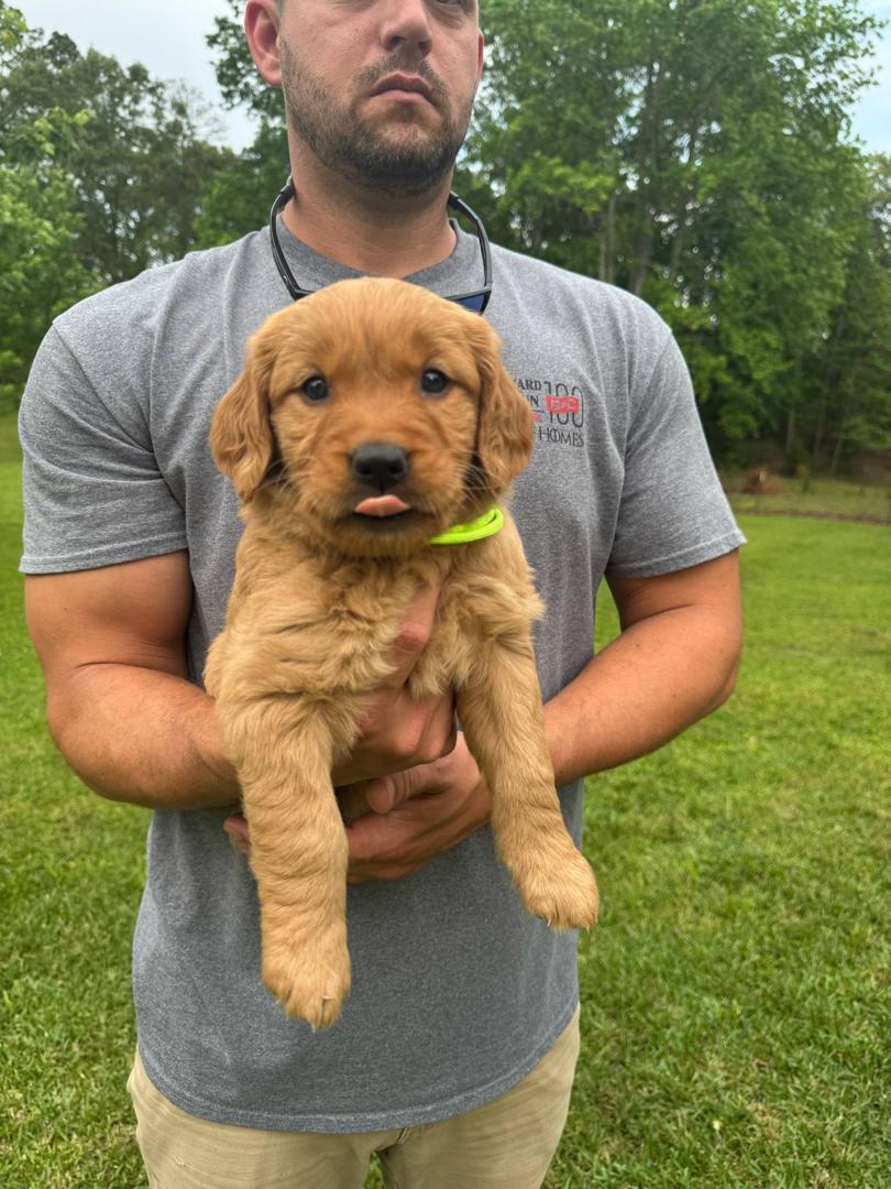 Puppy