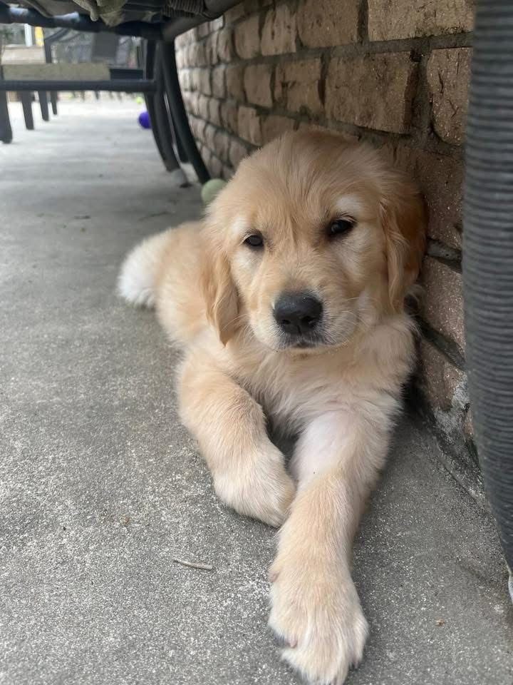 Golden Retriever Puppy