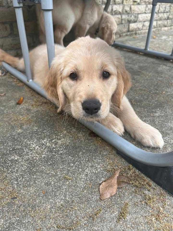 Golden Retriever Puppy