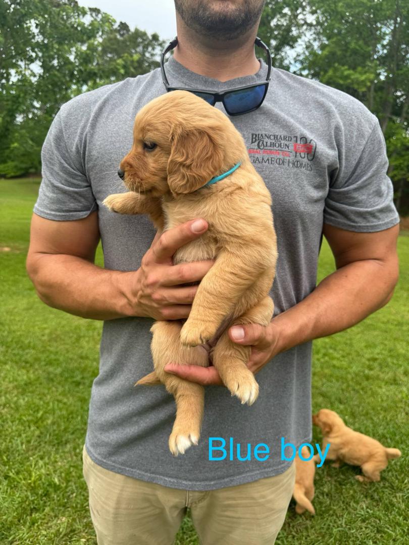 Blue Boy Puppy