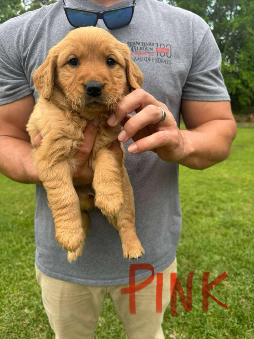 Pink Puppy