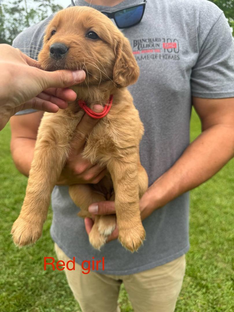 Red Girl Puppy