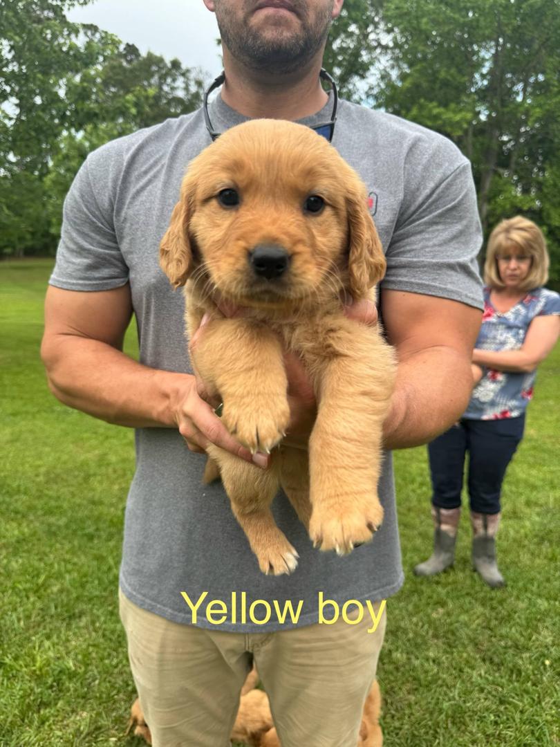 Yellow Boy Puppy
